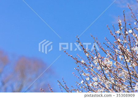 白梅花白梅花梅花林梅花林許多花卉春天的景點 白梅花白梅花梅花林梅花林許多花卉春天的景點 35308909