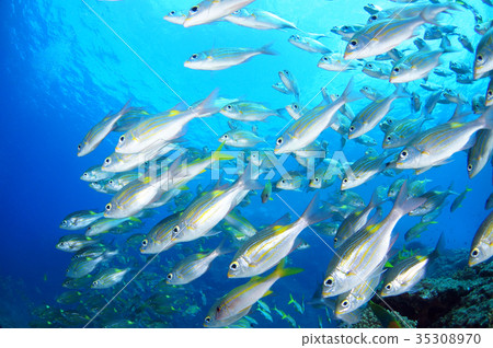 藍色的大海和魚 藍色的大海和魚 35308970