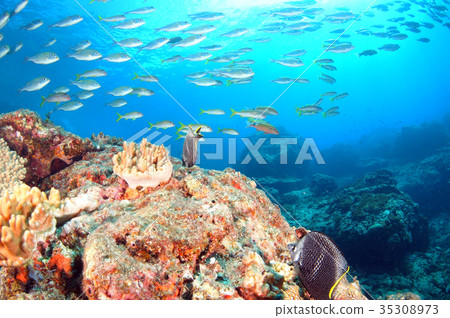 Blue sea and fish Blue sea and fish 35308973