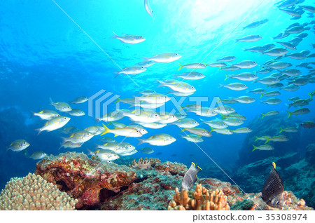 Blue sea and fish 35308974