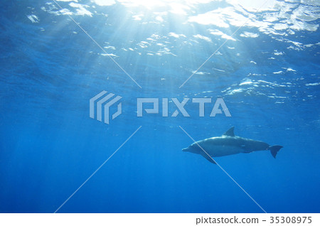 Dolphin and blue sea 35308975