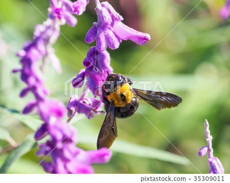Unexpectedly cute, bee Unexpectedly cute, bee 35309011