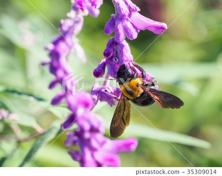 出乎意料的可愛,蜜蜂 出乎意料的可愛,蜜蜂 35309014
