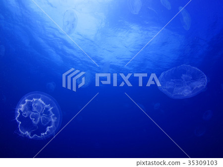 Blue sea and jellyfish Blue sea and jellyfish 35309103