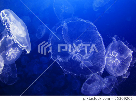 藍色海和水母 藍色海和水母 35309205