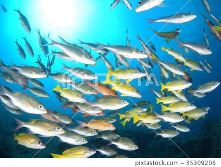 Blue sea and fish Blue sea and fish 35309208