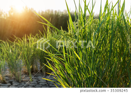 Rice and seedlings ready to harvest. Rice and seedlings ready to harvest. 35309245