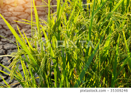 Rice and seedlings ready to harvest. Rice and seedlings ready to harvest. 35309246