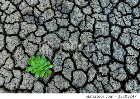 Green cactus on the ground Green cactus on the ground 35309247