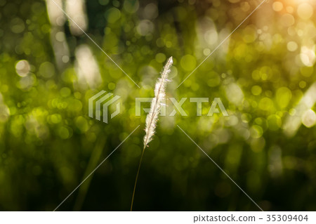 Flower grass with light background. 35309404