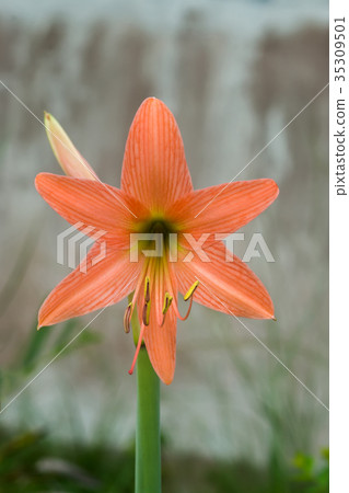 Amaryllis flower Amaryllis flower 35309501