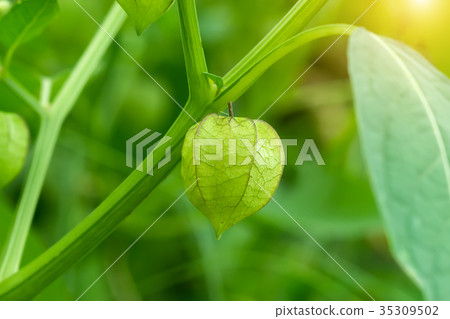 Hogweed, Ground Cherry on tree. 35309502