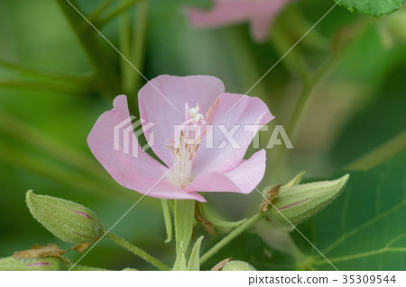 Pink flower of dombeya tree. Pink flower of dombeya tree. 35309544