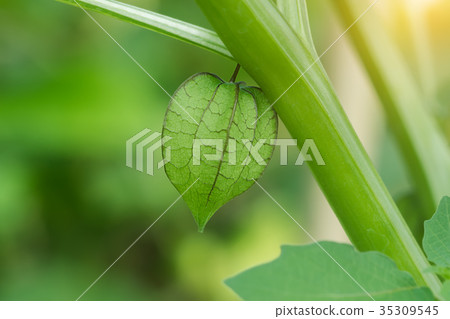 Hogweed, Ground Cherry on tree. Hogweed, Ground Cherry on tree. 35309545
