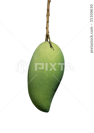 Green mango isolate on white background. 35309630