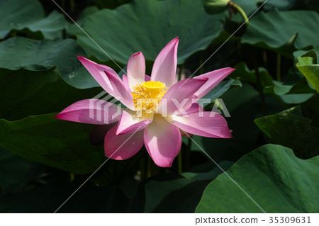 pink lotus flower are blooming pink lotus flower are blooming 35309631