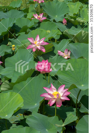 pink lotus flower are blooming pink lotus flower are blooming 35309670