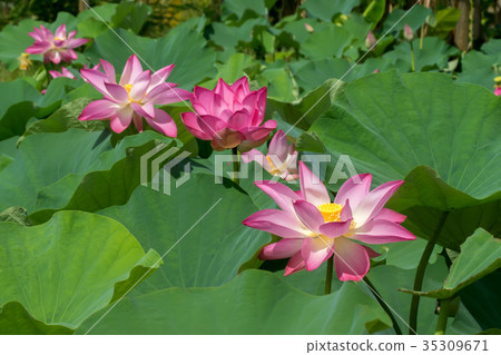 pink lotus flower are blooming pink lotus flower are blooming 35309671