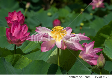 pink lotus flower are blooming pink lotus flower are blooming 35309672