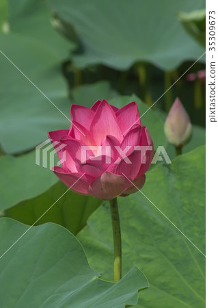 pink lotus flower are blooming pink lotus flower are blooming 35309673