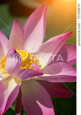 Clouse up of pink lotus flower are blooming Clouse up of pink lotus flower are blooming 35309674