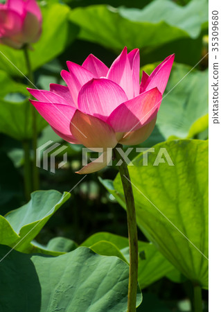 pink lotus flower are blooming pink lotus flower are blooming 35309680