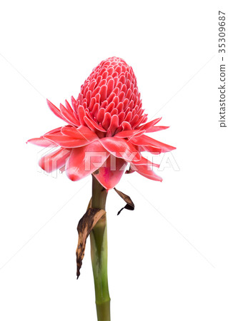 Etlingera elatior flower on white background . Etlingera elatior flower on white background . 35309687