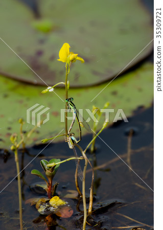 golden bladderwort flower. golden bladderwort flower. 35309721