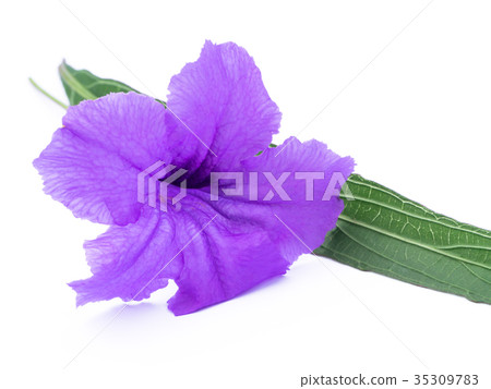 Ruellia tuberosa flower. 35309783