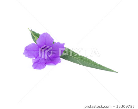 Ruellia tuberosa flower. 35309785