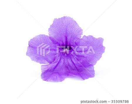 Ruellia tuberosa flower. 35309786