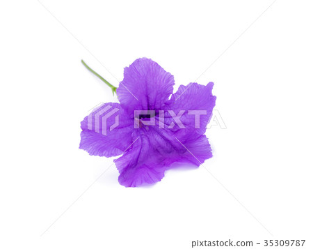 Ruellia tuberosa flower. 35309787