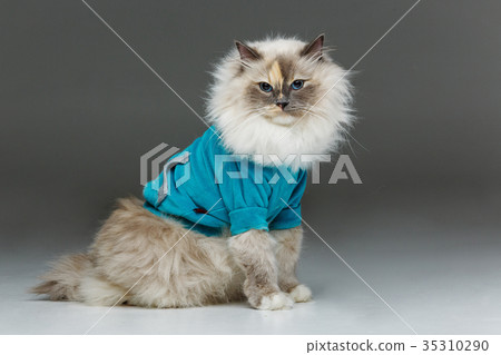 beautiful birma cat in blue shirt beautiful birma cat in blue shirt 35310290
