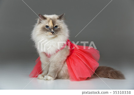 beautiful birma cat in pink dress 35310338