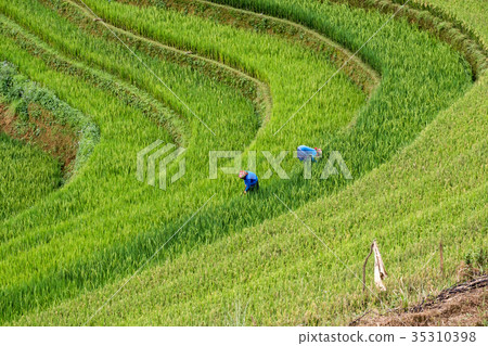 Farmers are harvesting on rice terraced 35310398