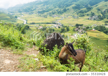 Landscape of village in valley with goat 35310428