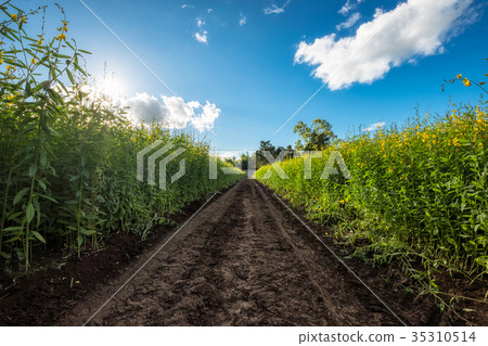 Sunn hemp, Chanvre indien, Crotalaria juncea 35310514