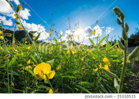 Close-up Sunn hemp, Chanvre indien, Crotalaria 35310515