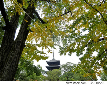 Toji寺和銀杏樹的五層塔 Toji寺和銀杏樹的五層塔 35310558