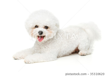 beautiful bichon frisee dog 35310620