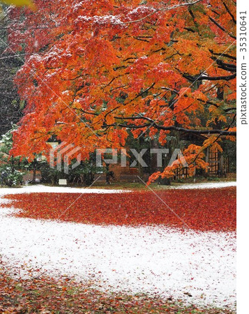 秋天的落葉和雪 35310641