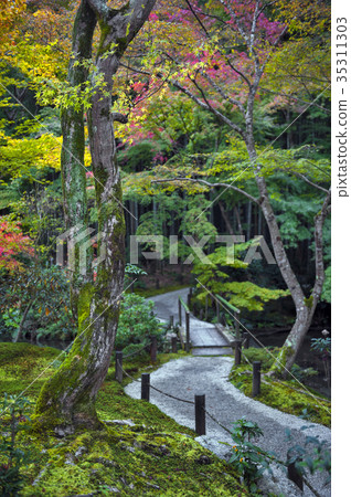 Japanese red maple tree during autumn in Kyoto Japanese red maple tree during autumn in Kyoto 35311303