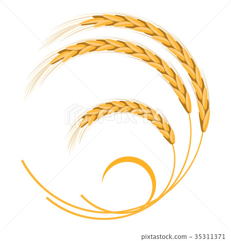 Golden Wheat Ears in Round Shape Isolated on White Golden Wheat Ears in Round Shape Isolated on White 35311371