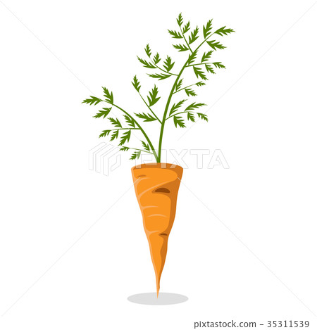 Orange Carrot with Green Leaves Isolated on White Orange Carrot with Green Leaves Isolated on White 35311539