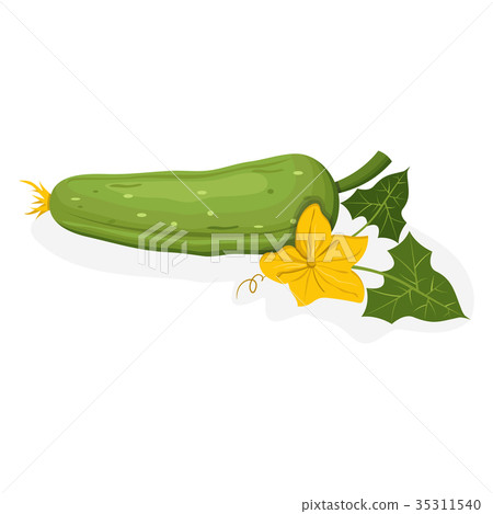 Whole Cucumber with Yellow Flower on White 35311540