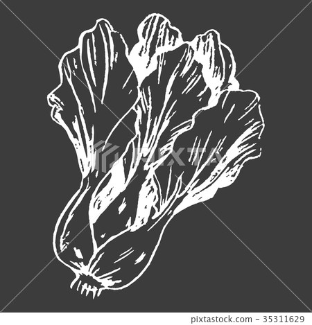 Leafy Chinese Cabbage Head Isolated White Outline 35311629