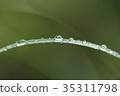Morning dew sideways 35311798