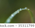 Morning dew diagonally 35311799
