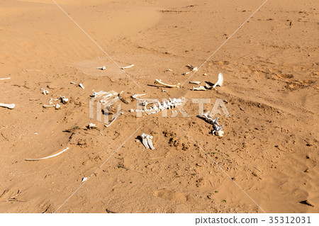 bones of an animal in the desert 35312031