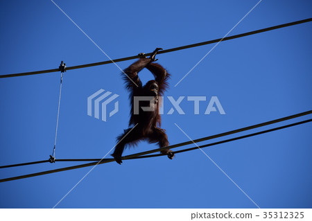 Orangutan's aerial walk 35312325